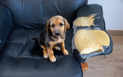 Do Landlords Have to Accept Pets?