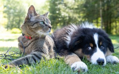 Preparing for Pets: What Landlords Need to Know Under the Renters’ Rights Bill